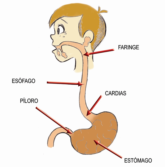 esófago